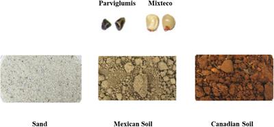 Ancient Relatives of Modern Maize From the Center of Maize Domestication and Diversification Host Endophytic Bacteria That Confer Tolerance to Nitrogen Starvation